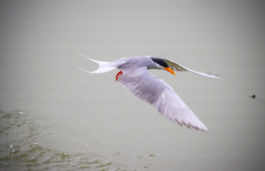  Indian river tern or just river tern (Sterna aurantia)  in flight I Punjab, Pakistan