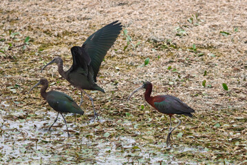 Glossy ibis (Ibis kasztanowaty) perch on ther Indus River, Pakistan
 - obrazy, fototapety, plakaty