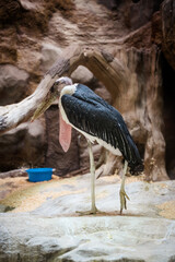 The Marabou bird at the zoo in saint petersburg