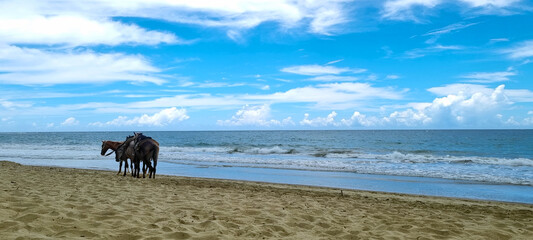 horses at cabarete beach