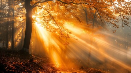 Sun Shining Through Forest Trees