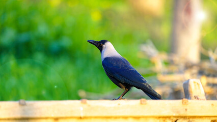 house crow (Corvus splendens)sitting against green background