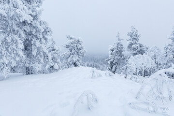 Schneebedeckter Winterwald, Blick ins Tal ,Lappland