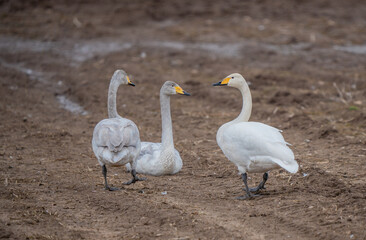 Whooper Swan - Cygnus cygnus walking in a field with young
