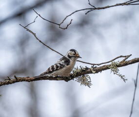 The lesser spotted woodpecker (Dryobates minor) sits on a branch.