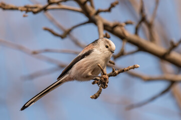 long-tailed tit on branch