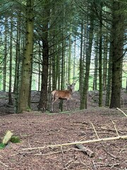 deer in forest