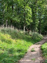 deer in the forest