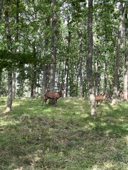 deer in the woods