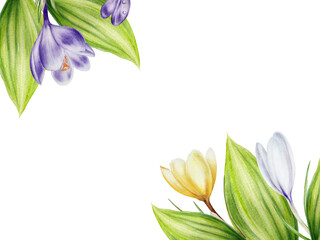 Watercolor frame, template with purple, yellow and white blooming crocus flower isolated on background. Spring and easter botanical hand painted saffron illustration. For designers, wedding, decorati