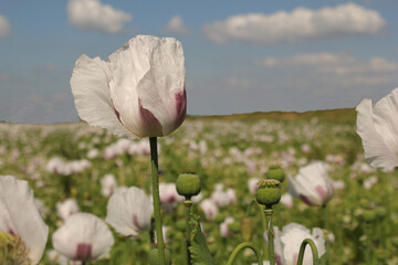 a white papaver poppy closeup in a field and a blue sky with clouds in the dutch countryside  - obrazy, fototapety, plakaty