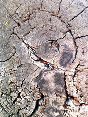 Background and texture of wood and tree bark