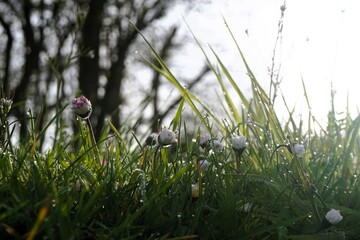 Nasse Graswiese mit Gänseblümchen und Wassertropfen vor Himmel und Bäumen bei Frost und Sonne am...