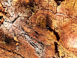 Background and texture of wood and tree bark