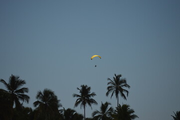 A paraglider flying over the coconut trees on Aracruz beach on the coast of Espirito Santo, Brazil