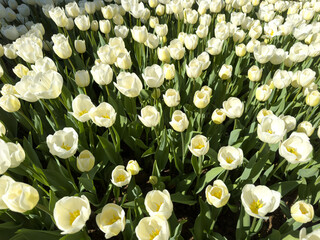 white tulips, gardening, flowers that herald the arrival of spring