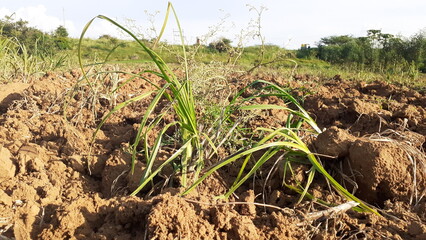 rice field in the morning, organic farming, agriculture concept