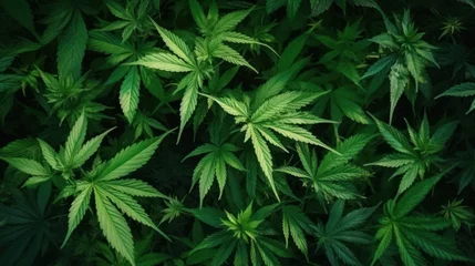 Foto op Plexiglas Cannabis Texture Marijuana Leaf Pile Background © MUCHIB