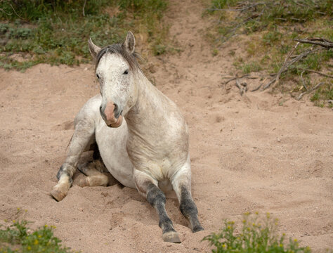 White stallion wild horse rolling in dry sand creek in the Salt River wild horse management area near Scottsdale Arizona United States