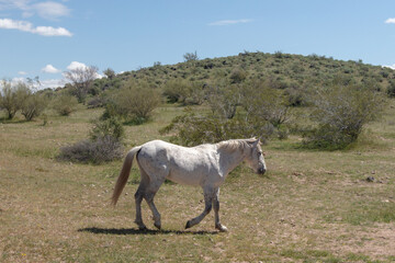 White wild horse stallion walking downhill in the Salt River wild horse management area near...