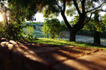 And old bench under an old tree with late evening sunshine in summer