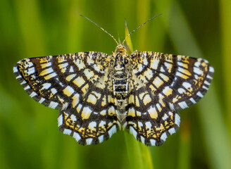butterfly on leaf