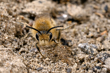 Frühlings-Seidenbiene // Vernal colletes (Colletes cunicularius)