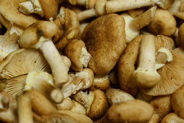 Pile of Mushrooms on Table