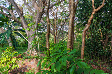 Close up shot of the trees in the tropical jungle. Nature