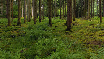 Dreamy green mossy forest landscape with fern plants.