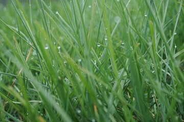 Nasses hohes grünes Gras mit Wassertropfen auf Wiese im Garten bei Sonne und Frost am Morgen im Frühling