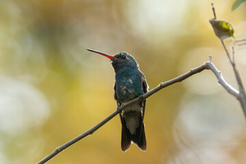 A Broad Billed Hummingbird perches on a high branch with out of focus autumn foliage in the...