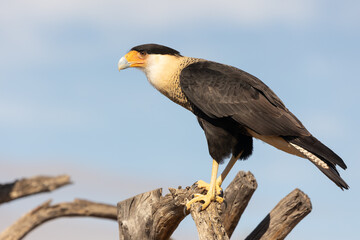 A Crested Caracara perches on some sawed off branches under the Arizona desert sun watching something to the left with a background of blue and white sky.