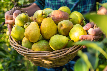 Pear harvest in the garden. Selective focus.