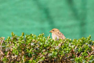 female house sparrow perching on the green fence