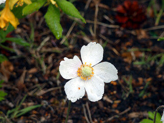 Beautiful blossom (Anemonoides sylvestris) in Graal-Müritz