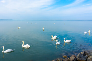 many swans on Lake Balaton Hungary blue water and sky