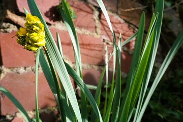 Gelbe Narzisse vor rotbrauner Backsteinmauer in Garten bei Sonne am Morgen im Frühling