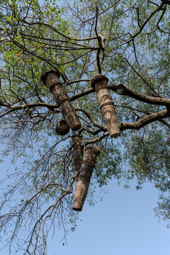 Ethiopia, hanging beehives in acacia trees