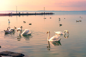 many swans on Lake Balaton Hungary with Siofok pier background in sunset