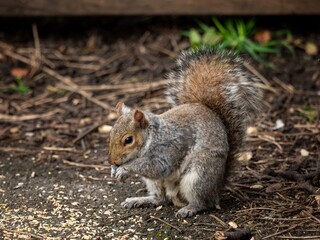 Grey Squirrel Foraging for Food