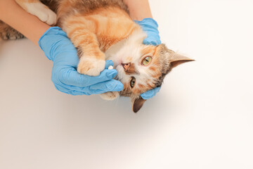 Cute tricolor cat getting a pill from veterinarians hand on white background. cat refuses...