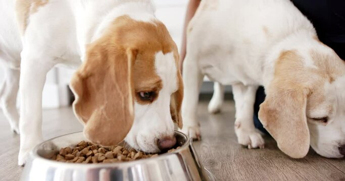 Two beagles are enjoying their meal from a metal bowl at home