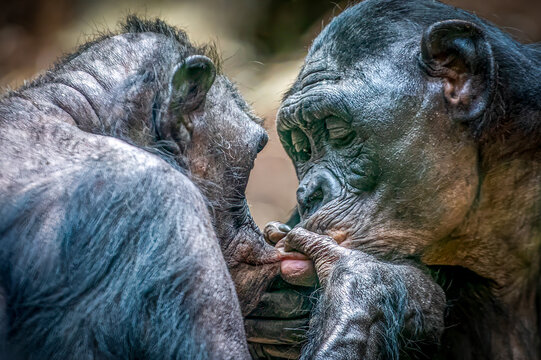 Intimate Moment Between Two kissing Bonobo Monkeys