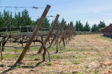 paisaje, naturaleza, roca, agricultura, campesina, vino, alcohol, fruta, uva, varietal, vid, vides,...