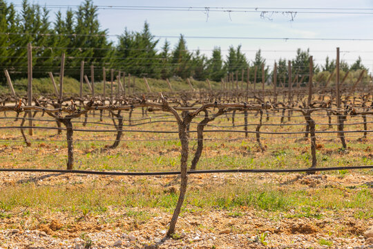 paisaje, naturaleza, roca, agricultura, campesina, vino, alcohol, fruta, uva, varietal, vid, vides, parral, tierra, cielo, chacras, primavera, campo, campestre, verano, alimento, crecimiento, valle, c