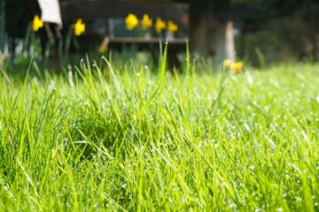 Garten Panorama mit nasser Graswiese und Wassertropfen vor Reihe mit gelben Narzissen und...