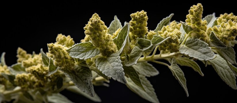Detailed close-up of a leafy plants Atriplex patula Chenopodium inflorescence, showcasing intricate textures and patterns against a stark black background.