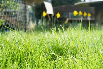 Garten Panorama mit hohem grünen Gras und Wassertropfenmuster vor gelben Narzissen, Holzbank und...