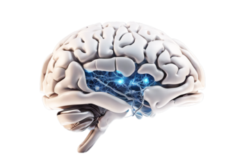 human brain isolated on white